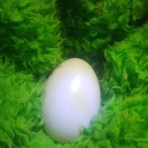 1- Duck Egg Store