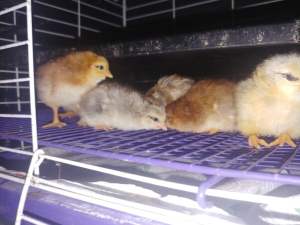 6-Pack-Freshly Hatched BarnYard Mixes(Diverse Genetics) Straight-run(Male and Female Mix) - Image 2