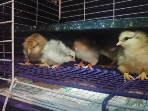6-Pack-Freshly Hatched BarnYard Mixes(Diverse Genetics) Straight-run(Male and Female Mix) - Image 3