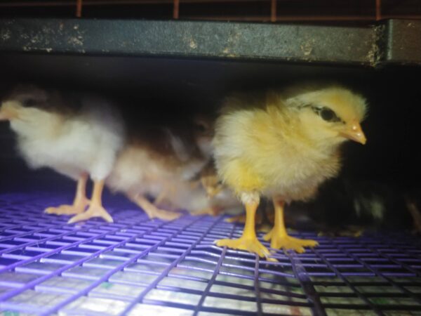 6-Pack-Freshly Hatched BarnYard Mixes(Diverse Genetics) Straight-run(Male and Female Mix) - Image 4