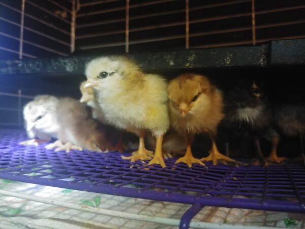 6-Pack-Freshly Hatched BarnYard Mixes(Diverse Genetics) Straight-run(Male and Female Mix) - Image 5