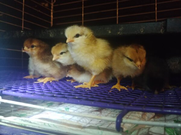 6-Pack-Freshly Hatched BarnYard Mixes(Diverse Genetics) Straight-run(Male and Female Mix) - Image 6