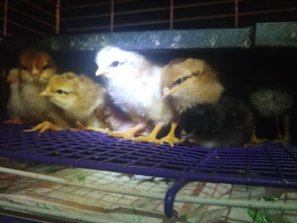 6-Pack-Freshly Hatched BarnYard Mixes(Diverse Genetics) Straight-run(Male and Female Mix) - Image 7