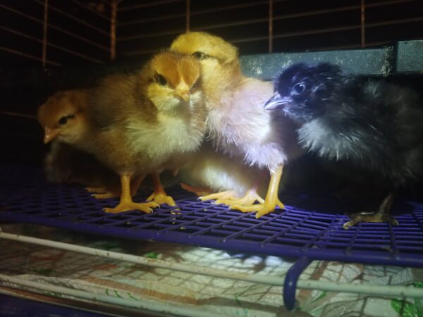 6-Pack-Freshly Hatched BarnYard Mixes(Diverse Genetics) Straight-run(Male and Female Mix) - Image 8