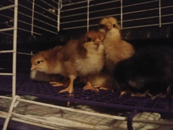 6-Pack-Freshly Hatched BarnYard Mixes(Diverse Genetics) Straight-run(Male and Female Mix) - Image 9