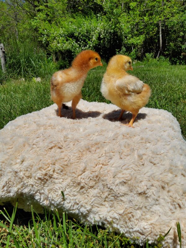 6-Pack-Freshly Hatched BarnYard Mixes(Diverse Genetics) Straight-run(Male and Female Mix)