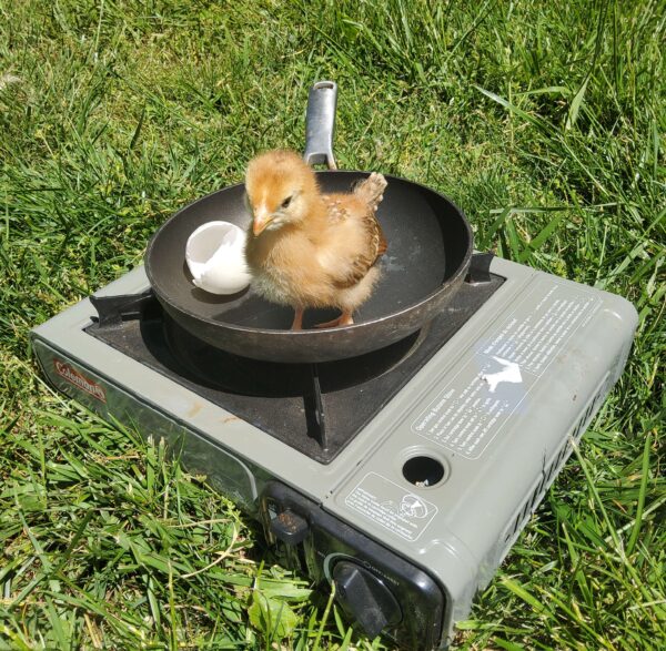 6-Pack-Freshly Hatched BarnYard Mixes(Diverse Genetics) Straight-run(Male and Female Mix) - Image 10